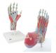 Anatomie Set Hand & Fuß