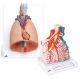 Anatomie Set Lunge