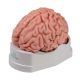 Anatomisches Gehirnmodell