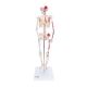 Mini Skelett Modell Shorty