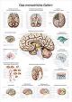 Anatomische Lehrtafel Das menschliche Gehirn