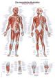 Anatomische Lehrtafel 'Die menschliche Muskulatur'