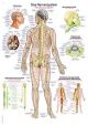 Anatomische Lehrtafel  Nervensystem