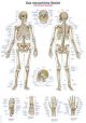 Anatomische Lehrtafel Das menschliche Skelett